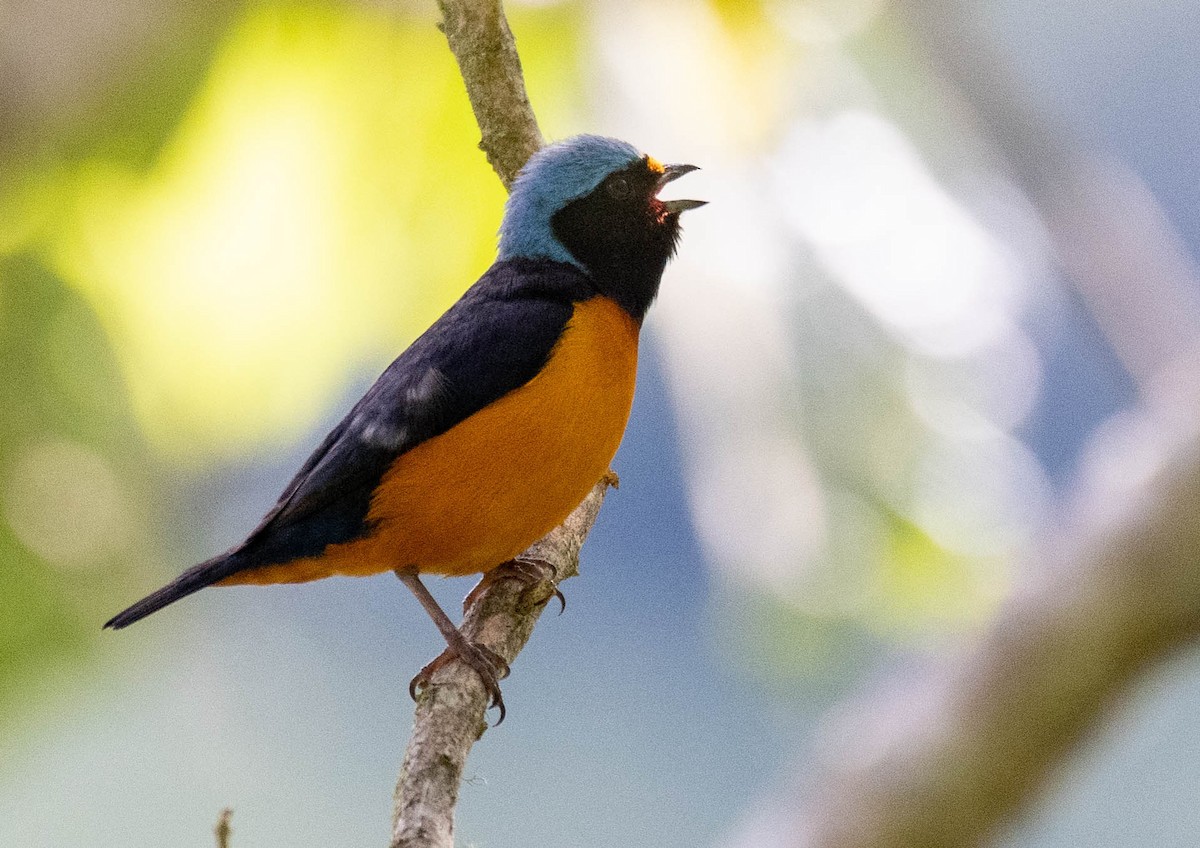 Elegant Euphonia - ML187253171