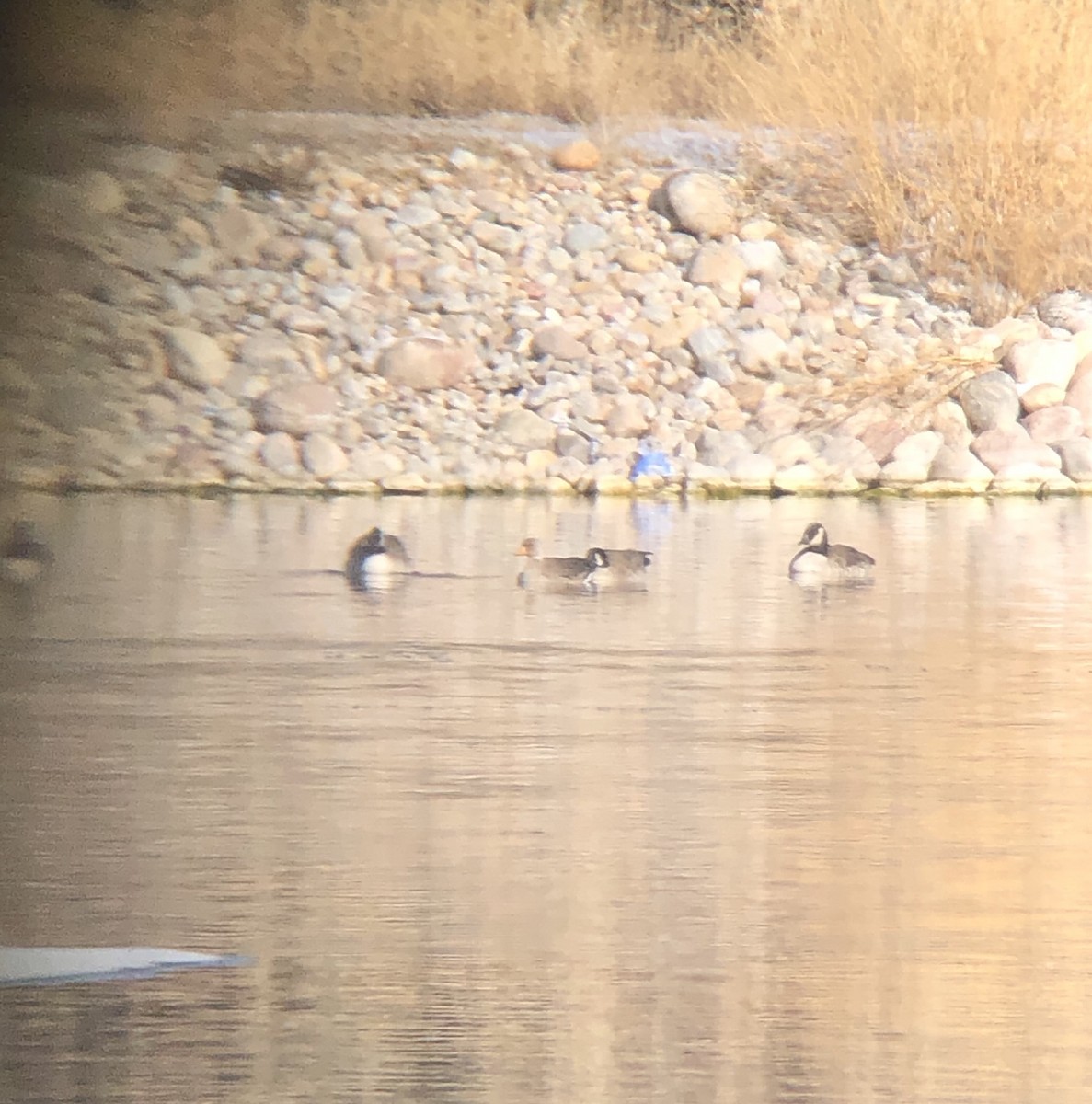 Greater White-fronted Goose - Frank Stetler