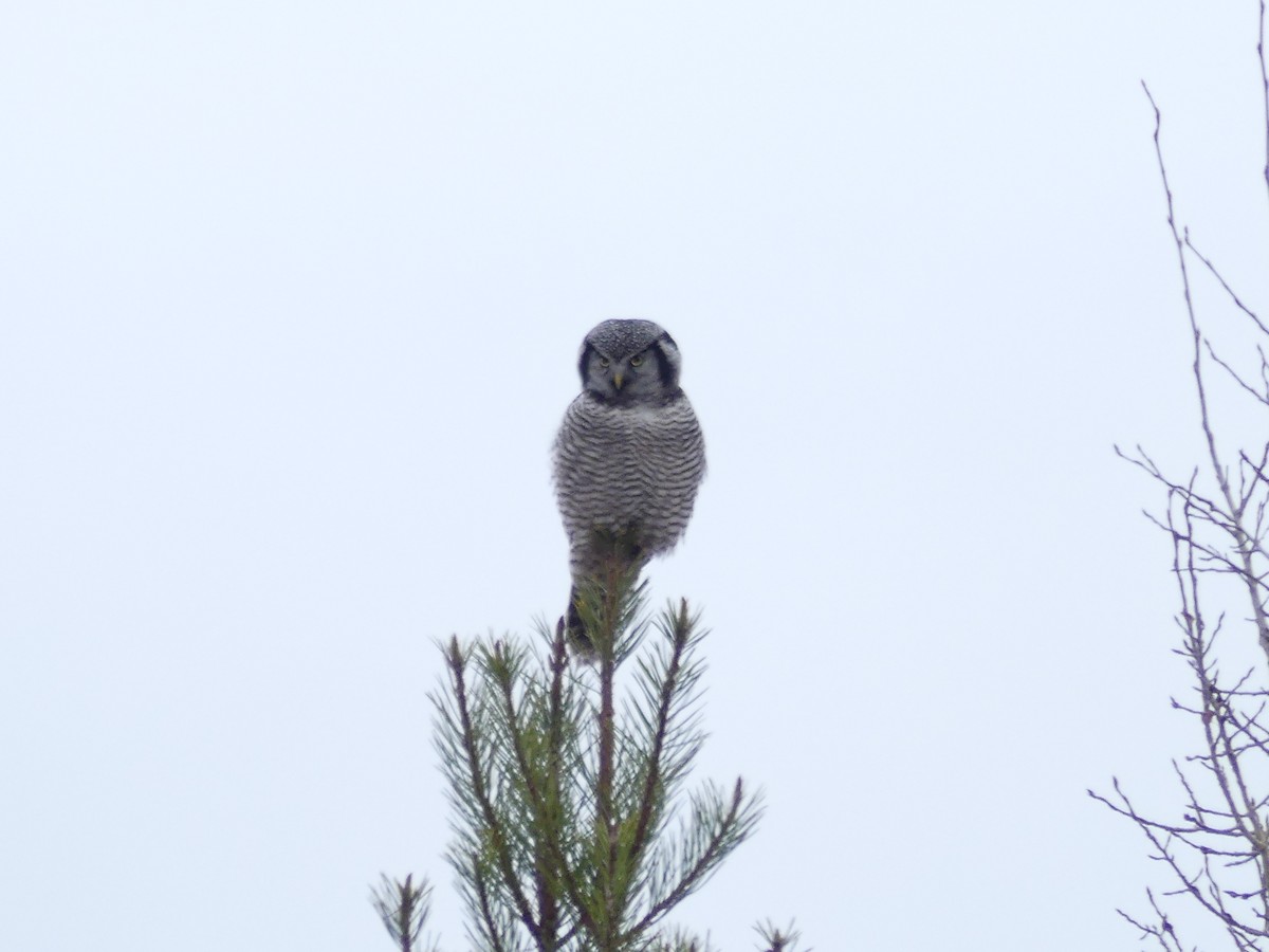 Northern Hawk Owl - ML187255971