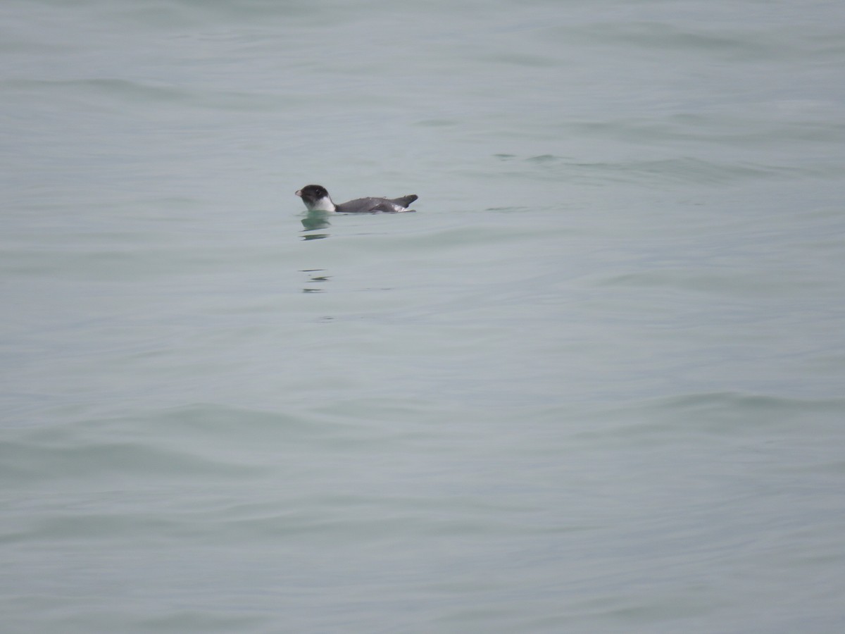 Ancient Murrelet - ML187256011