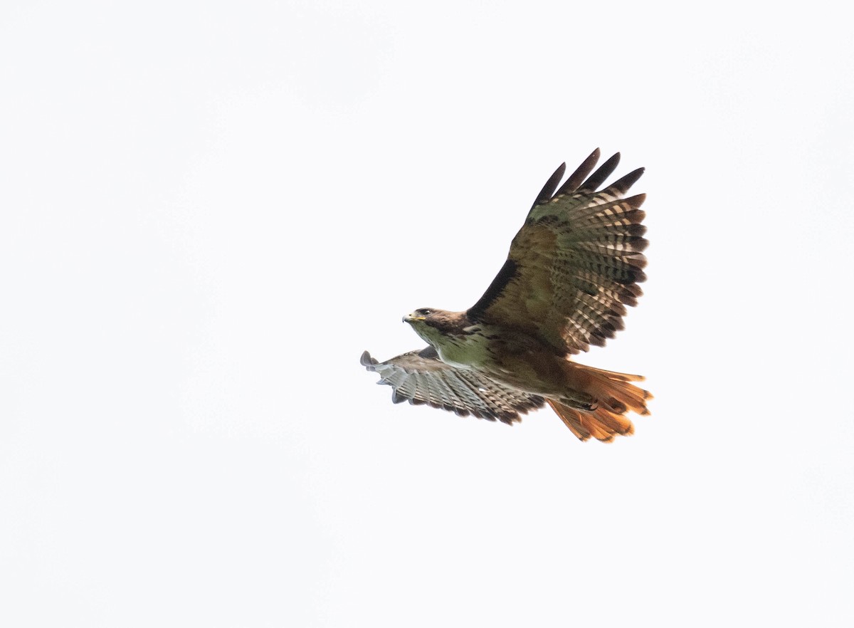 káně rudochvostá (ssp. costaricensis) - ML187258461