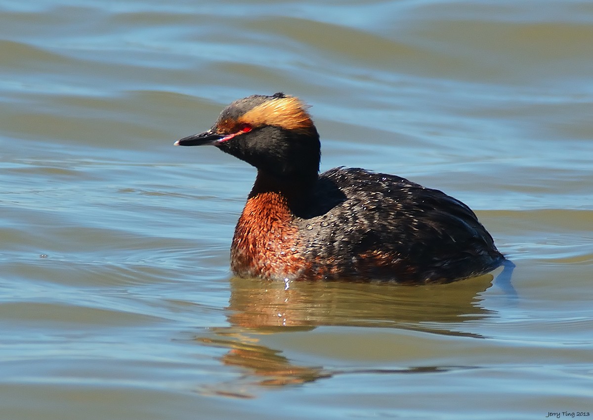 Horned Grebe - Jerry Ting