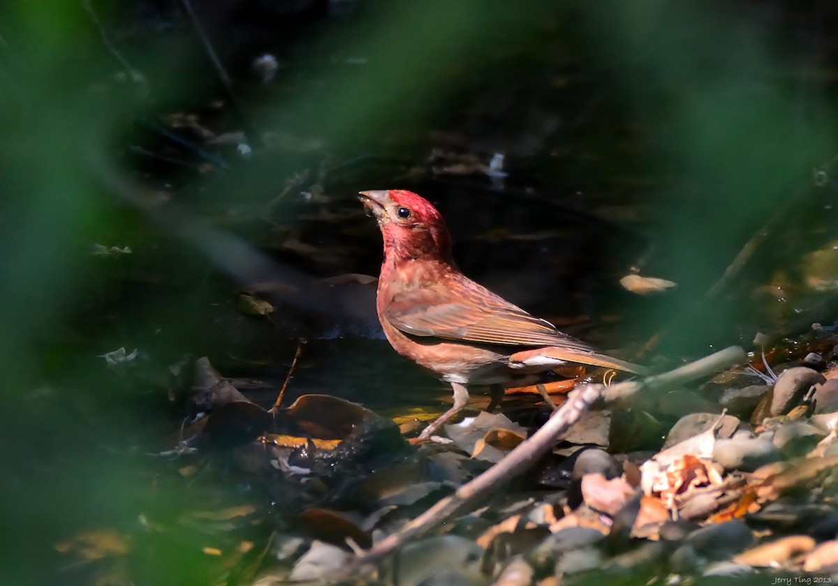Purple Finch - Jerry Ting