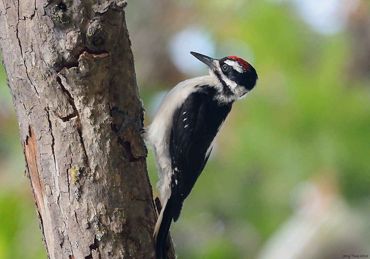 Hairy Woodpecker - ML187259871