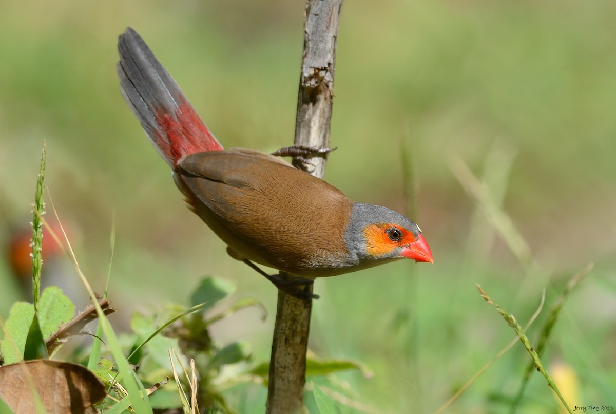 Orange-cheeked Waxbill - ML187260271