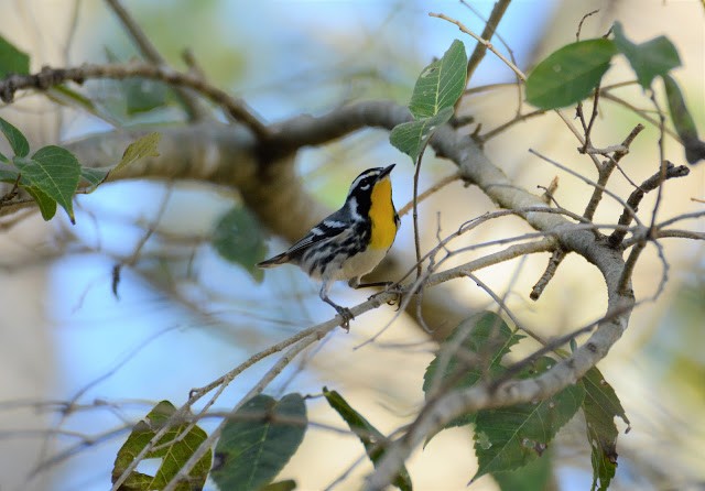 Yellow-throated Warbler - Gregory Stavish