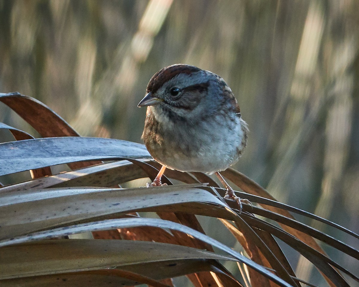 Swamp Sparrow - ML187261461