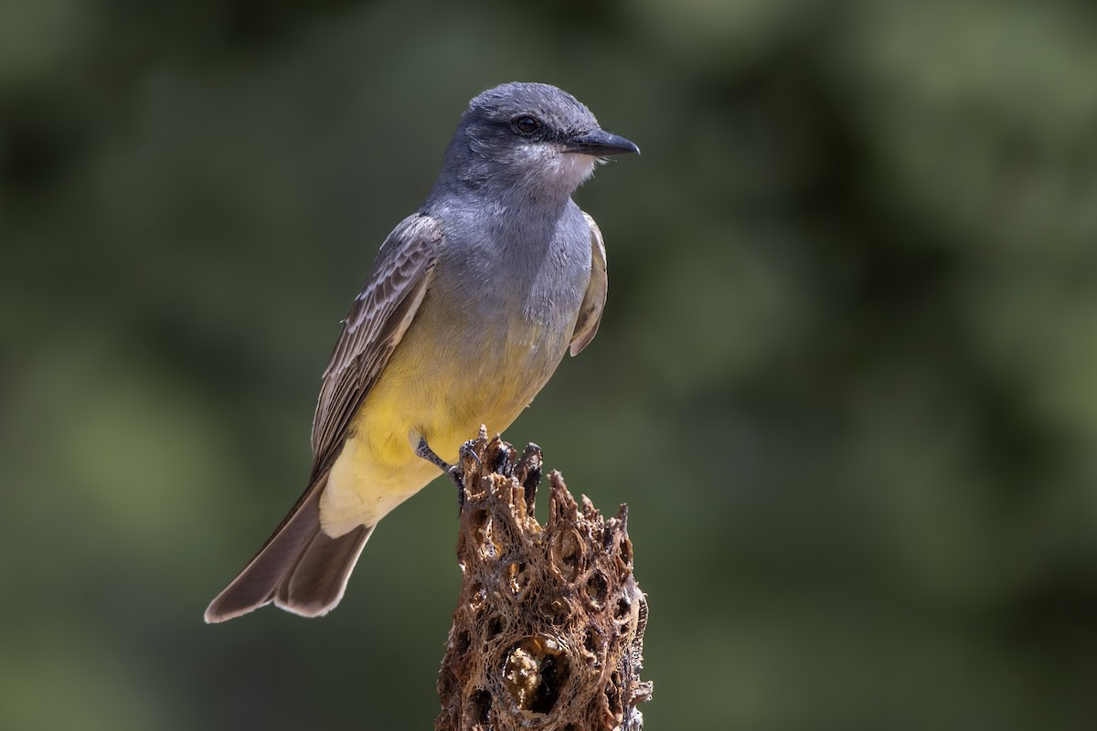 Cassin's Kingbird - Jeff Maw
