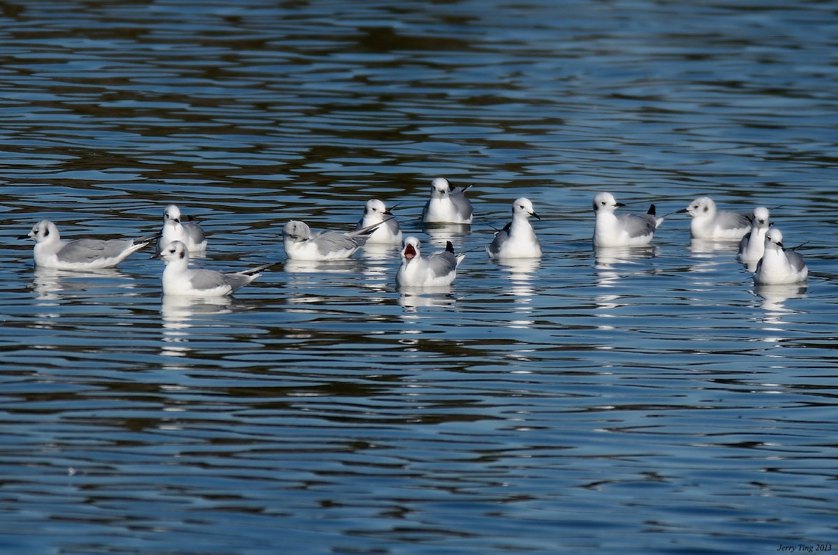 Bonaparte's Gull - Jerry Ting