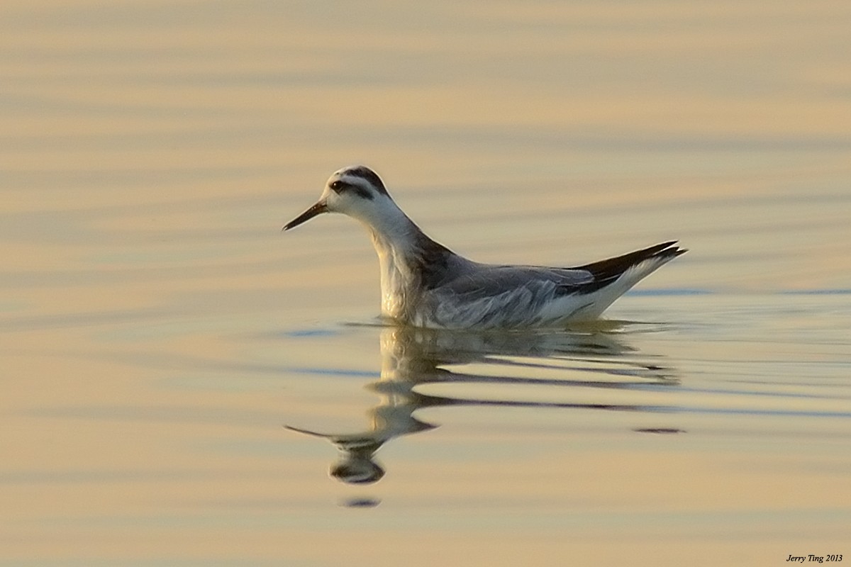 Red Phalarope - ML187263361