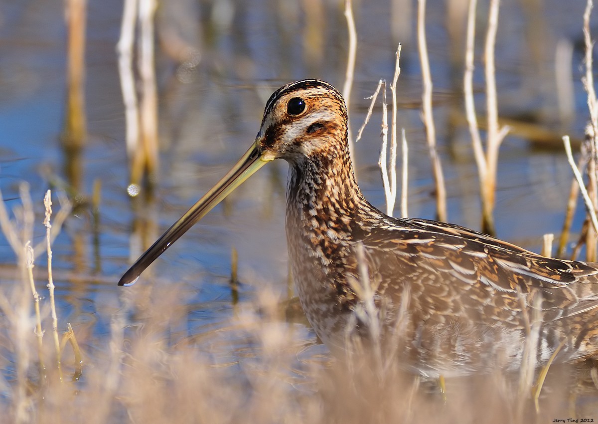 Wilson's Snipe - Jerry Ting