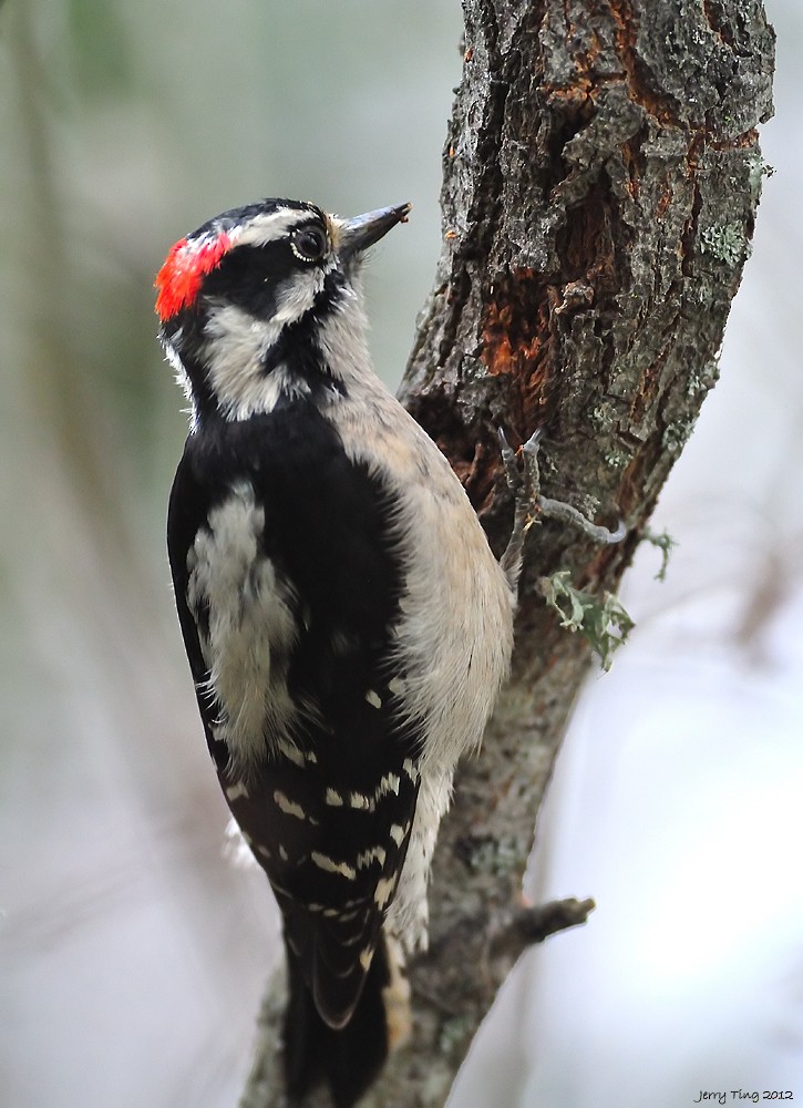 Downy Woodpecker - ML187265661