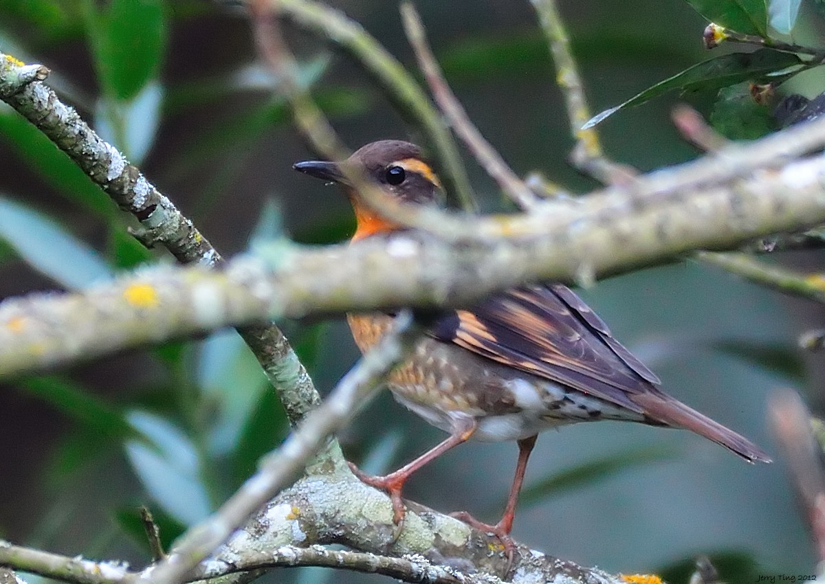 Varied Thrush - ML187266231