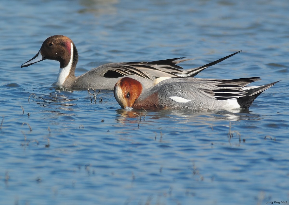 Northern Pintail - Jerry Ting