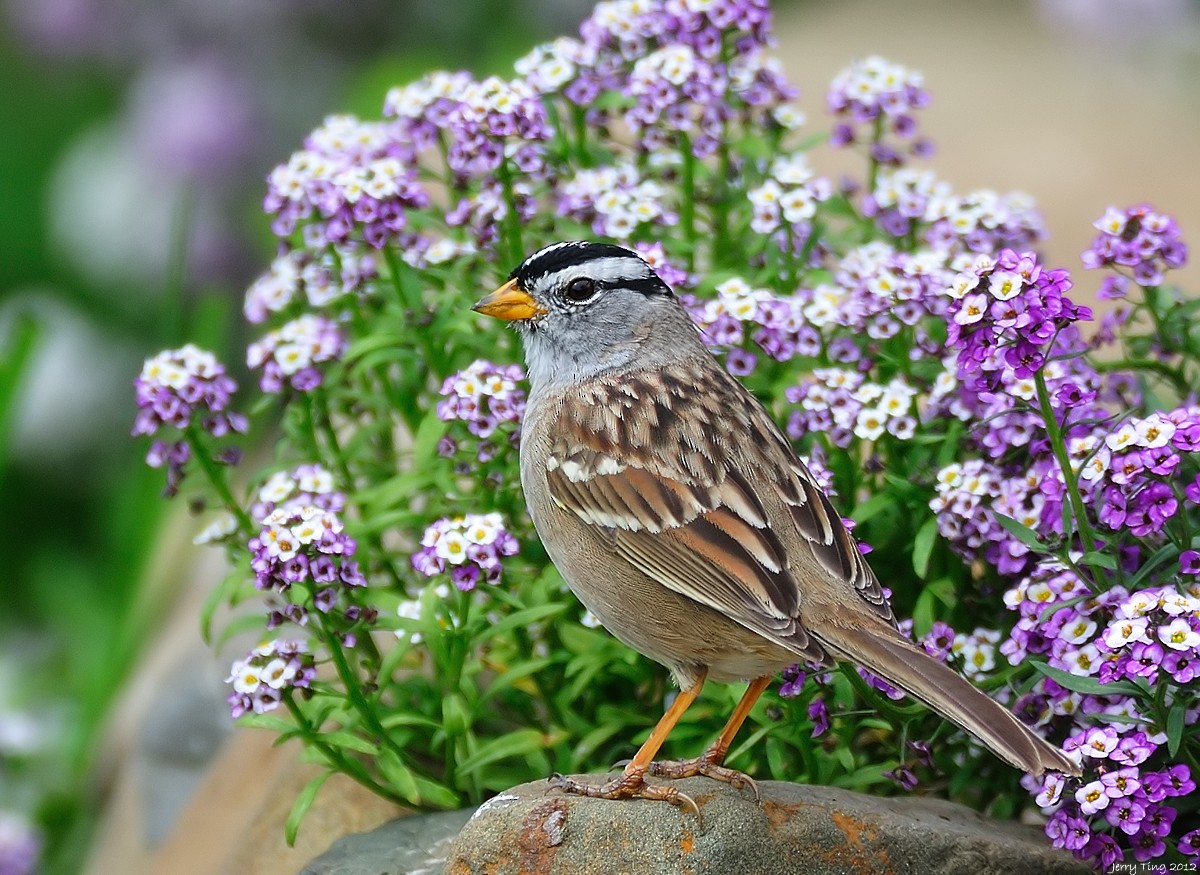 White-crowned Sparrow - ML187266631