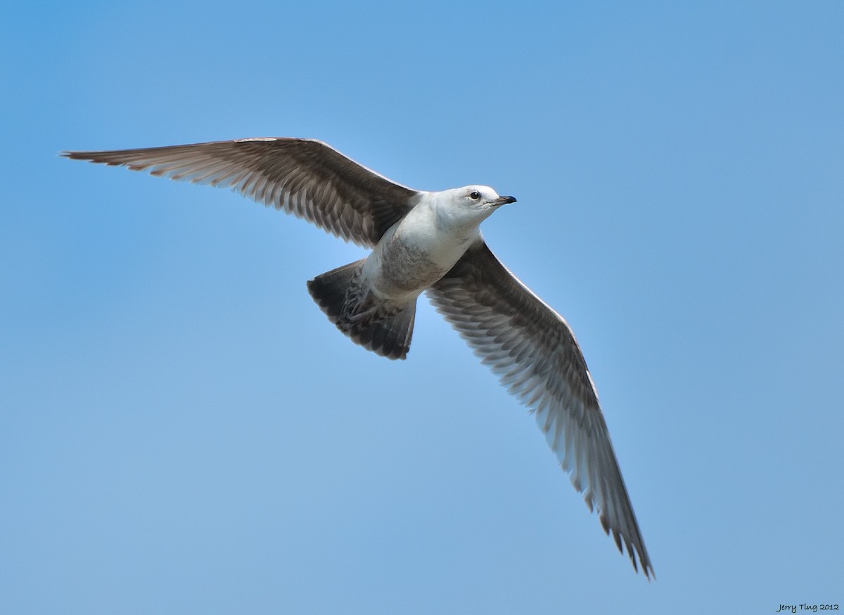 Short-billed Gull - ML187266891