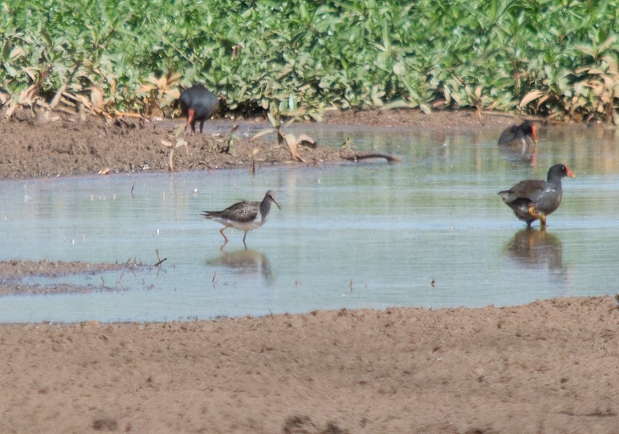 Greater Yellowlegs - LUCIANO BERNARDES