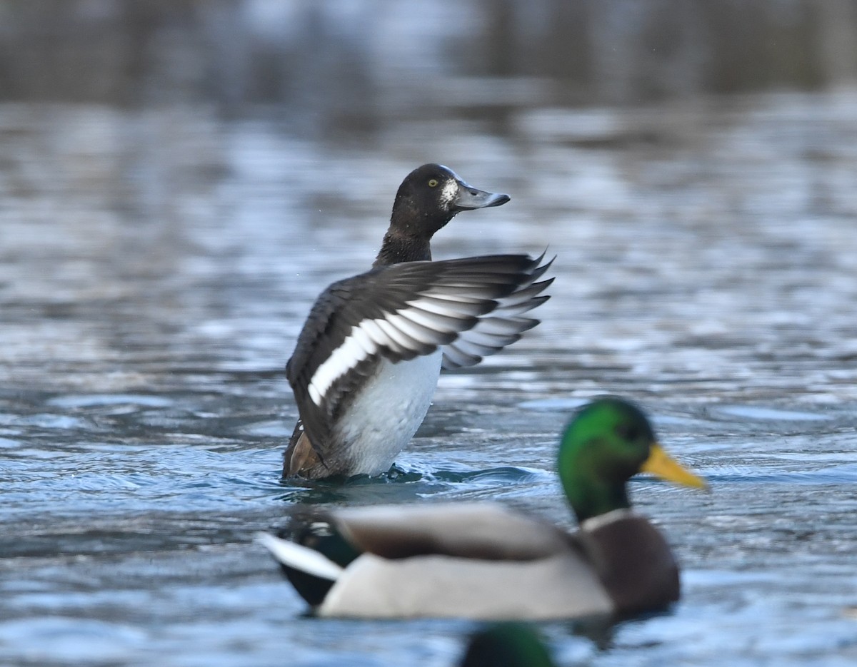 Greater Scaup - Raymond Ladurantaye