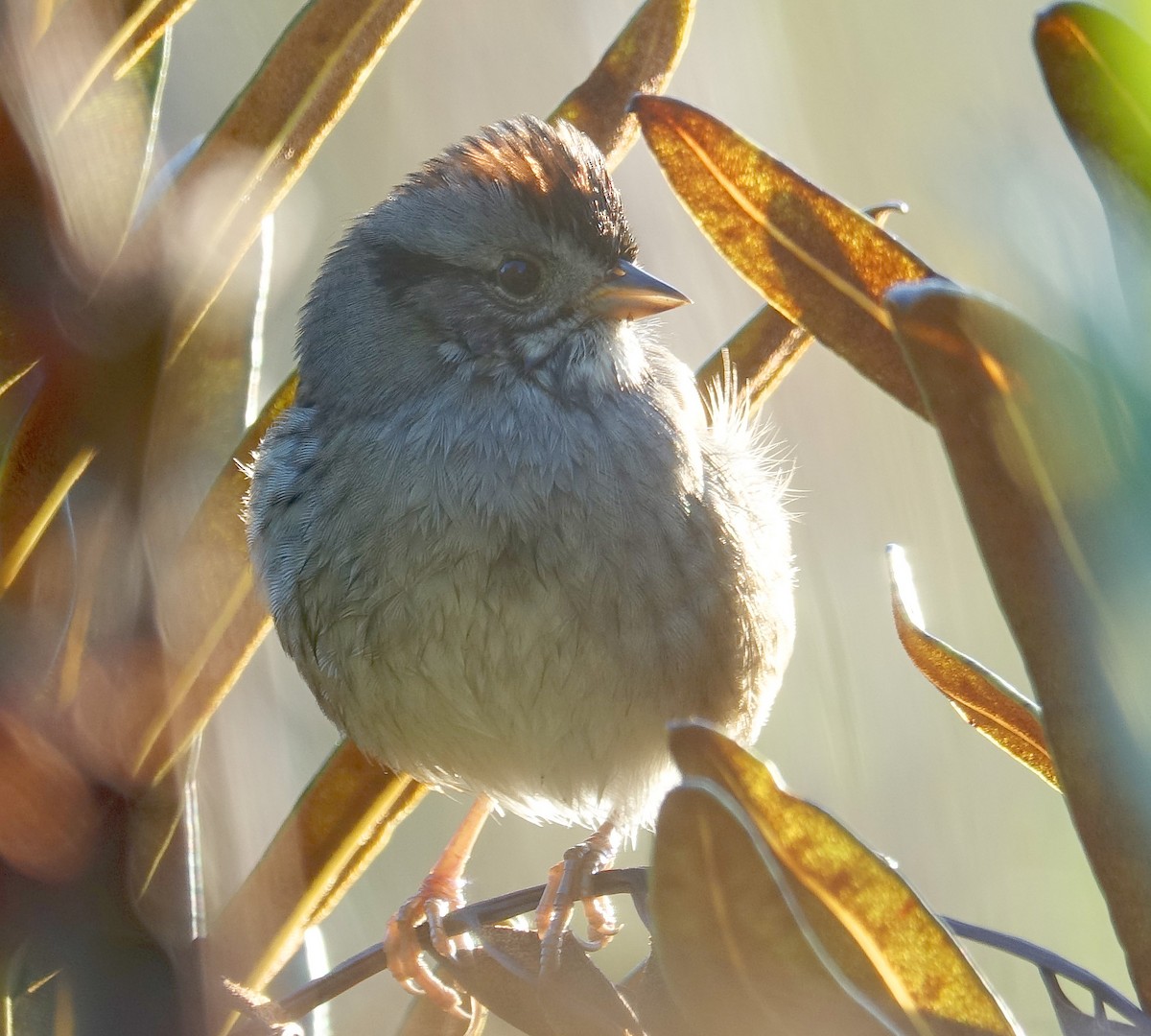 Swamp Sparrow - ML187270361