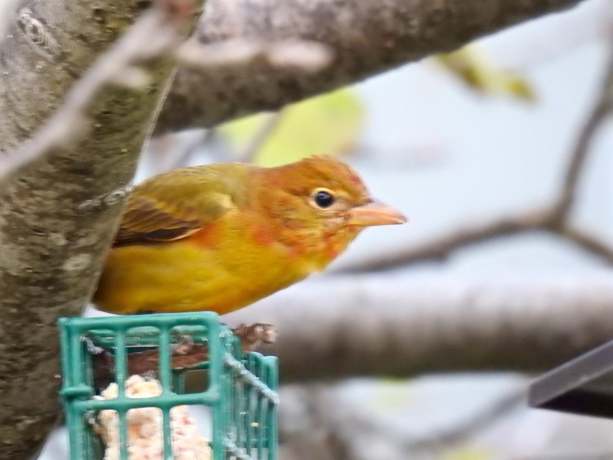 Summer Tanager - ML187270401