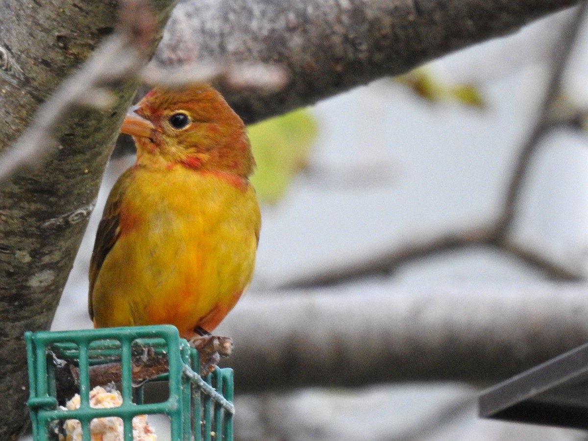 Summer Tanager - ML187270421