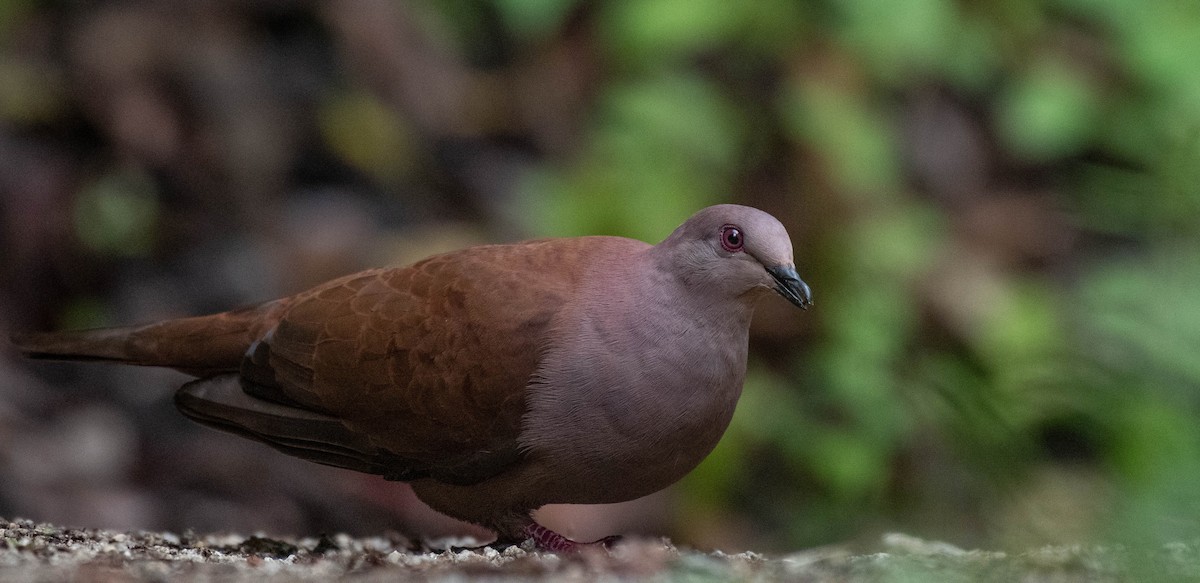 Ruddy Pigeon - ML187270581