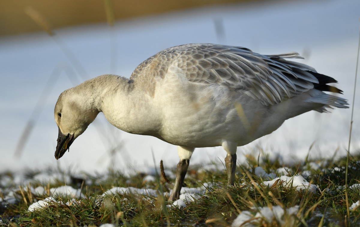 Snow Goose - Raymond Ladurantaye