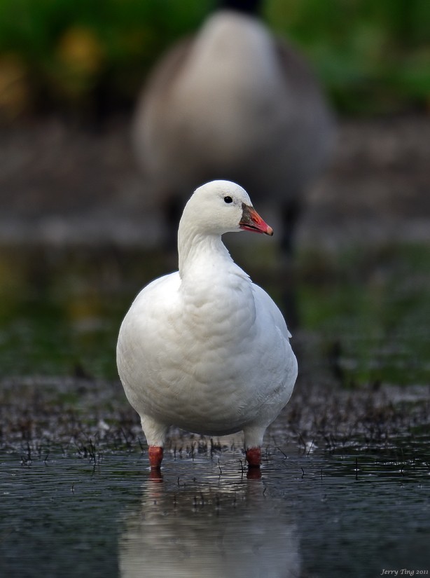 Ross's Goose - ML187270911