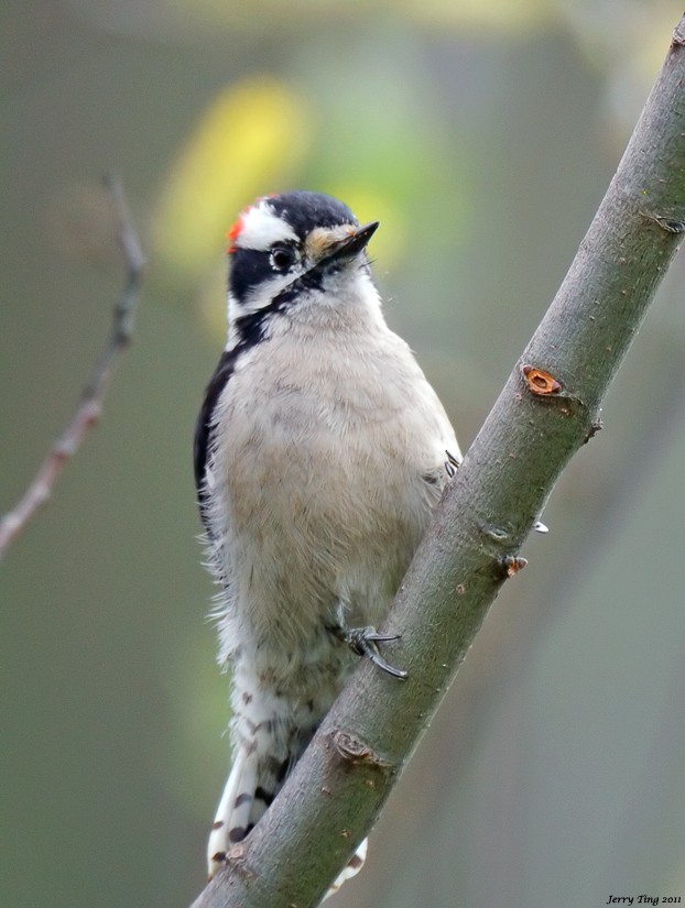 Downy Woodpecker - ML187271151