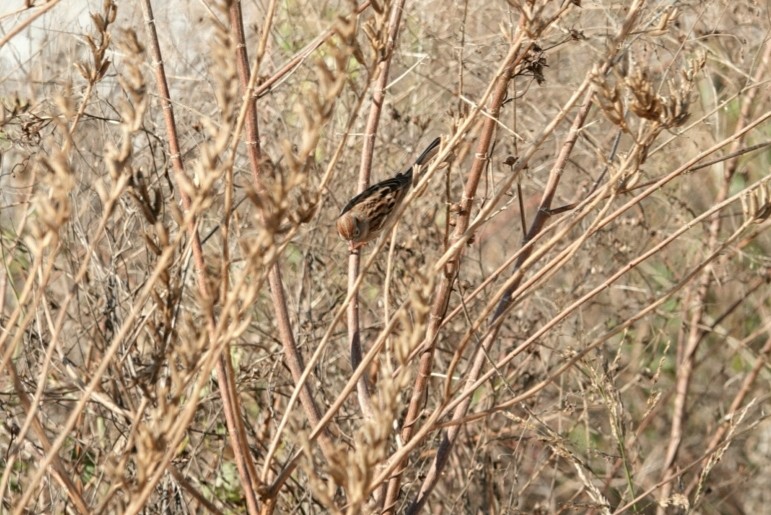 Field Sparrow - deborah grimes