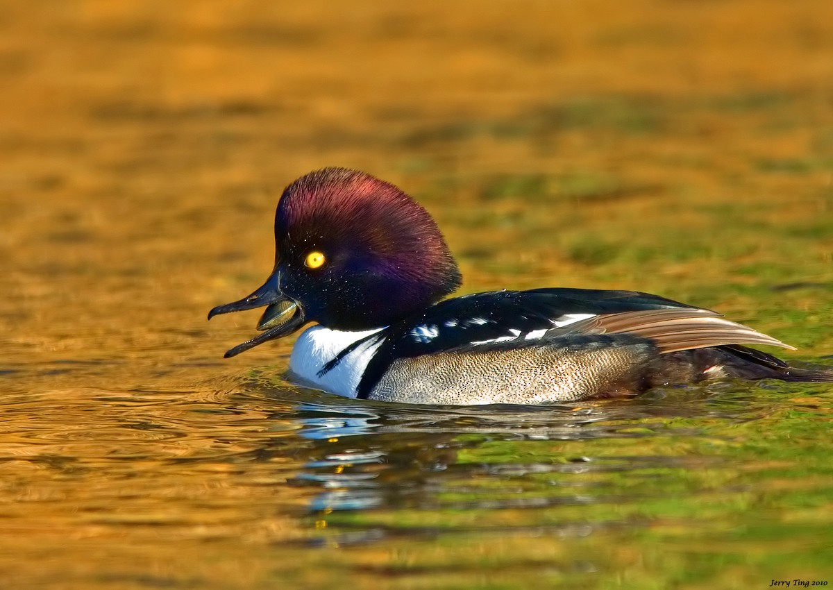 Barrow's Goldeneye x Hooded Merganser (hybrid) - Jerry Ting