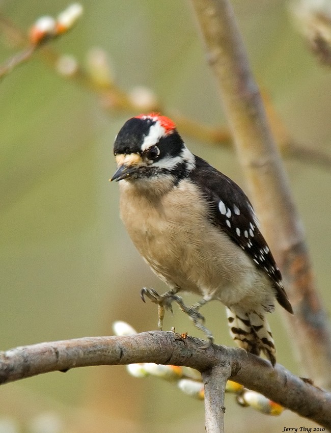 Downy Woodpecker - ML187273751