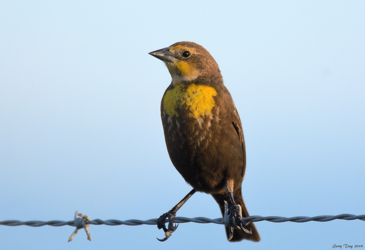 Yellow-headed Blackbird - ML187274971