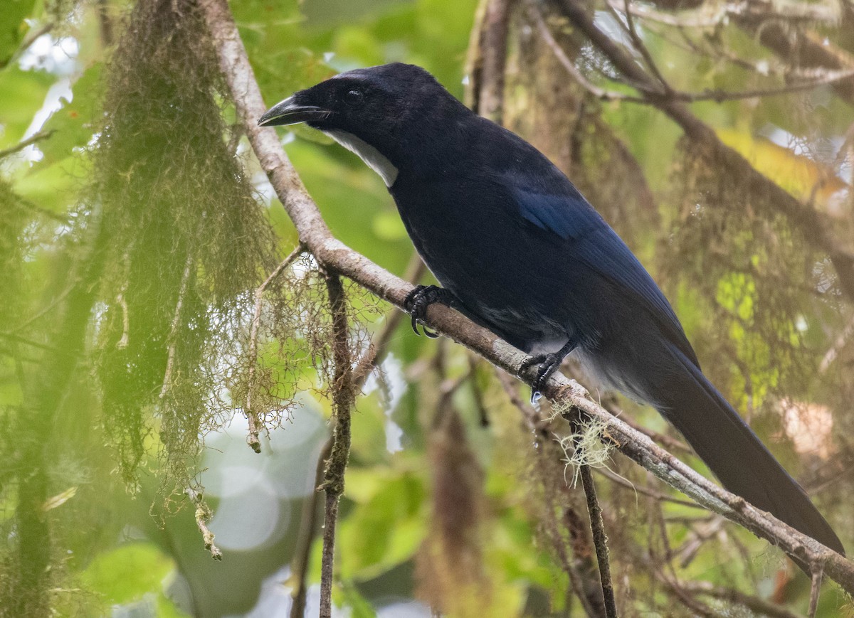 Silvery-throated Jay - ML187275321