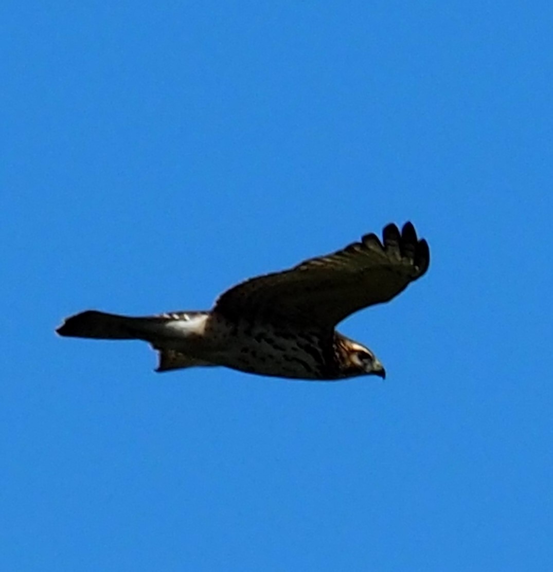 Red-tailed Hawk - ML187275751