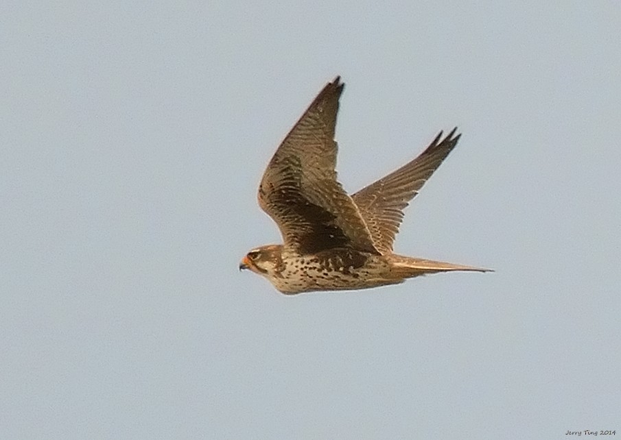 Prairie Falcon - Jerry Ting