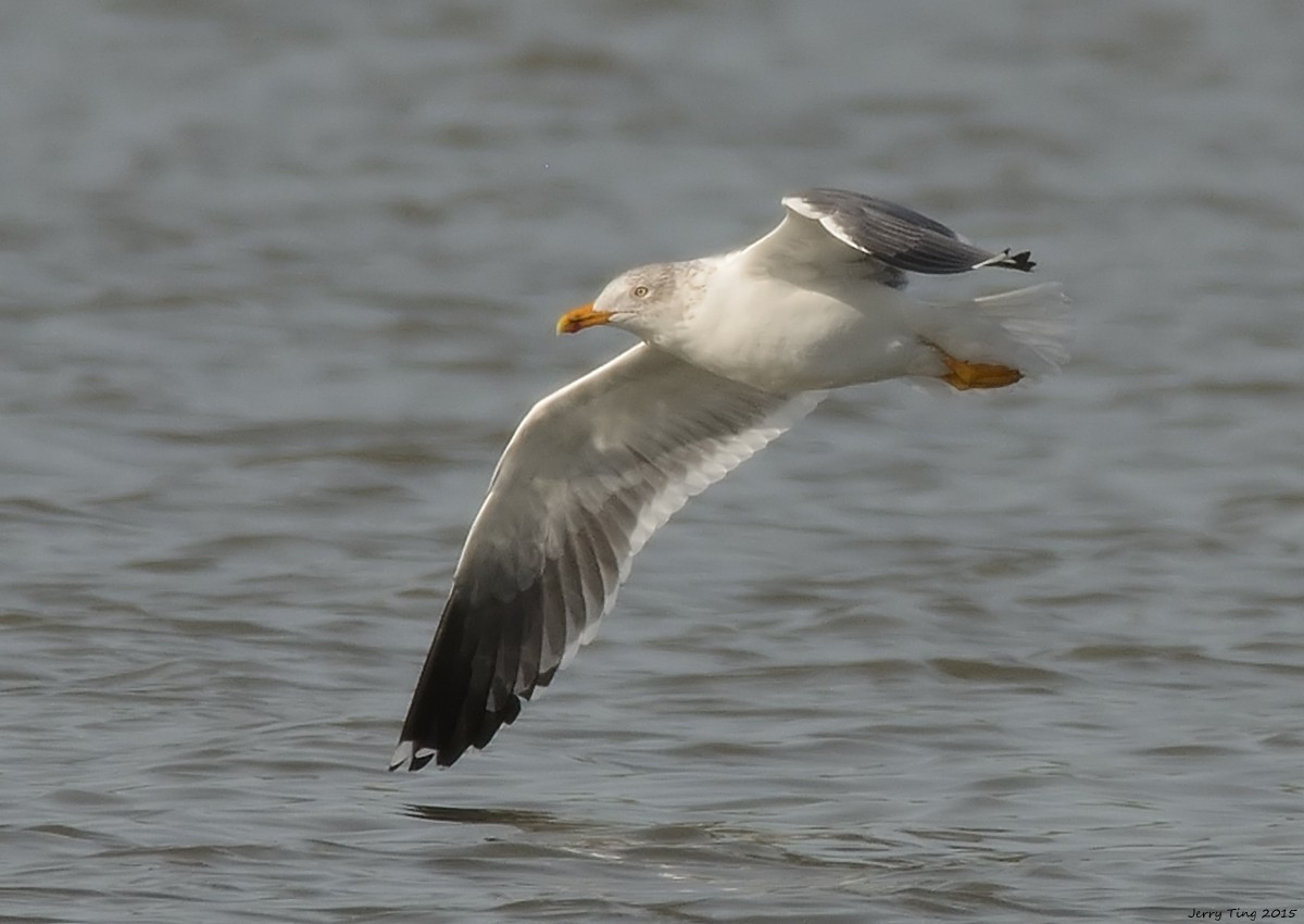 Lesser Black-backed Gull - ML187276281