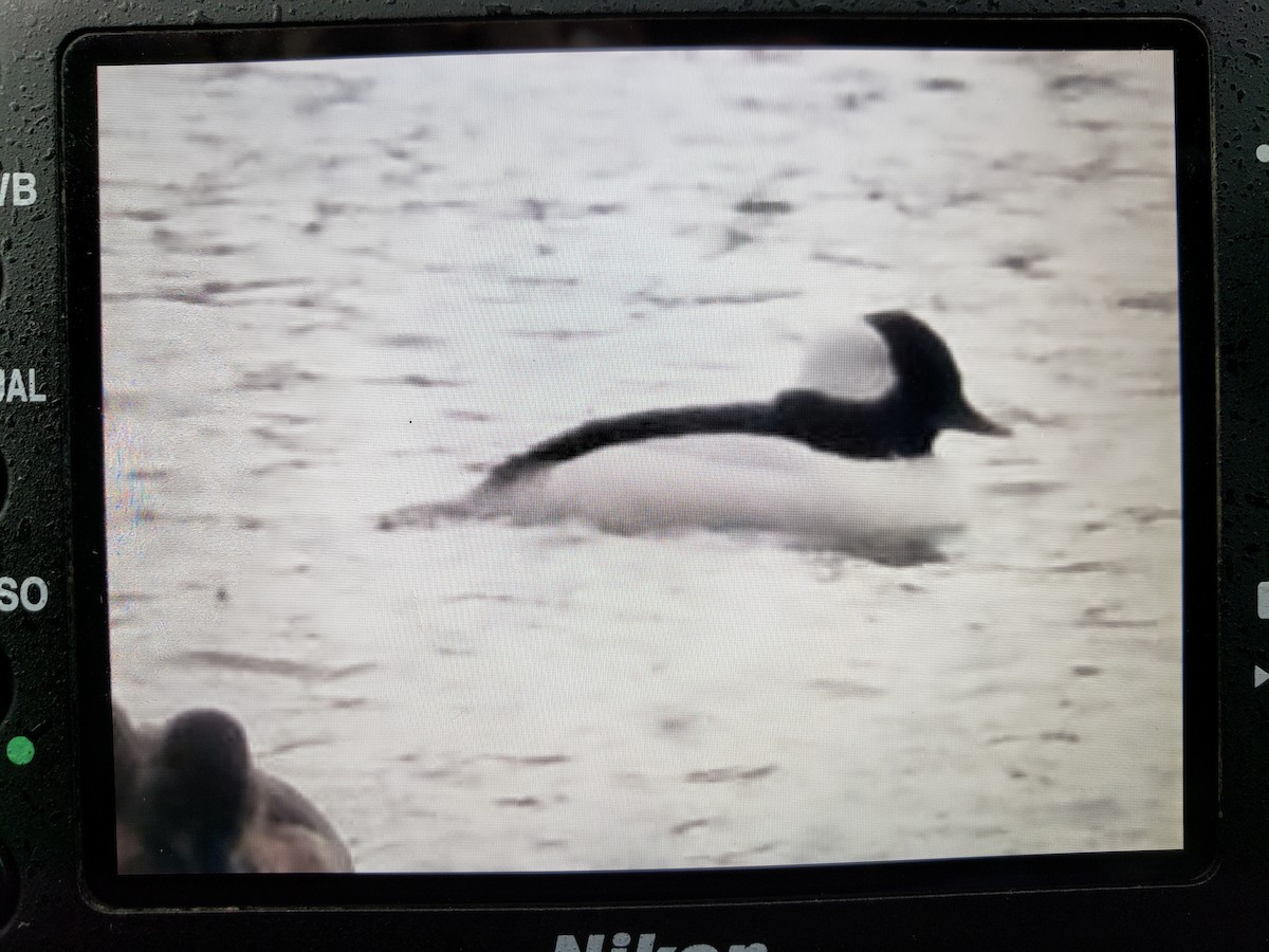 Bufflehead - Gary Yoder