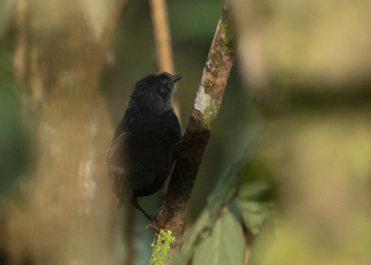 Weißscheiteltapaculo - ML187279681