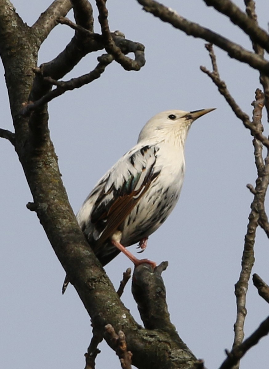 European Starling - ML187280221