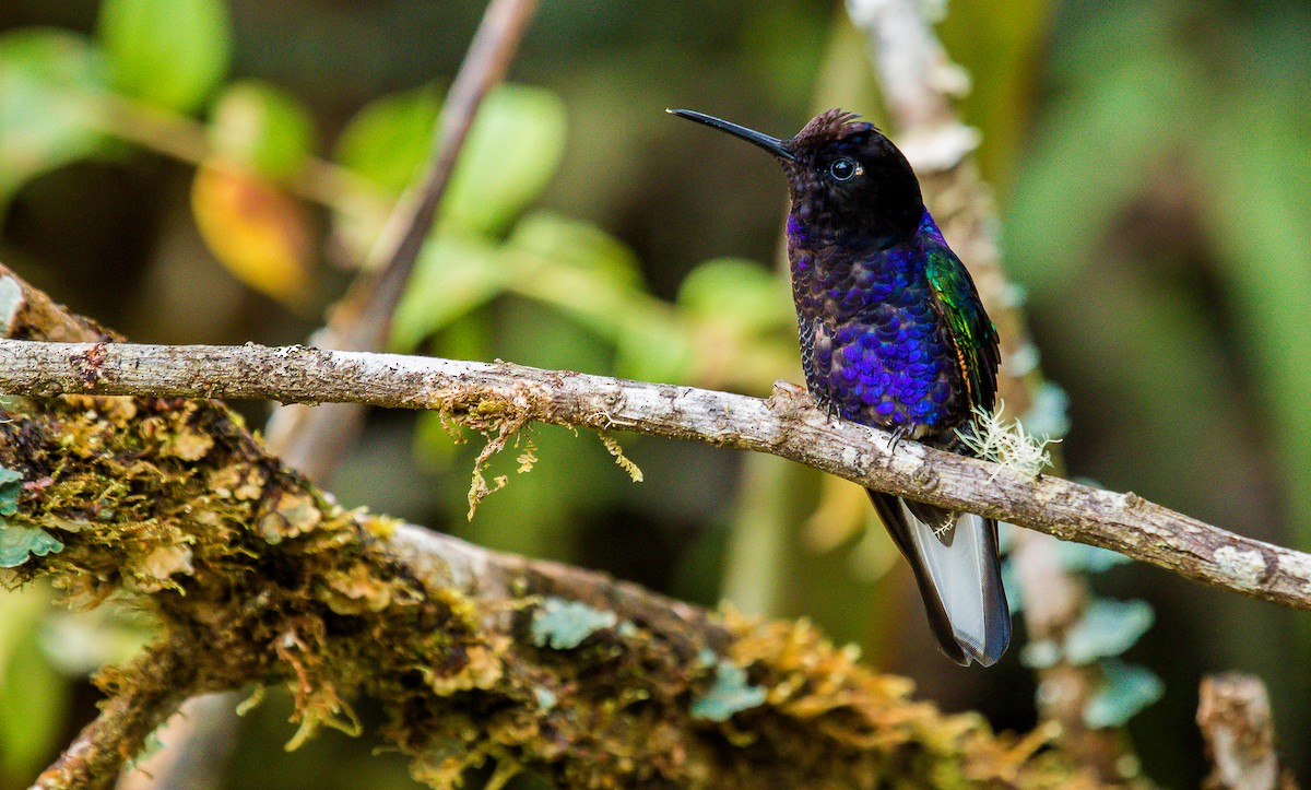 Velvet-purple Coronet - ML187281931