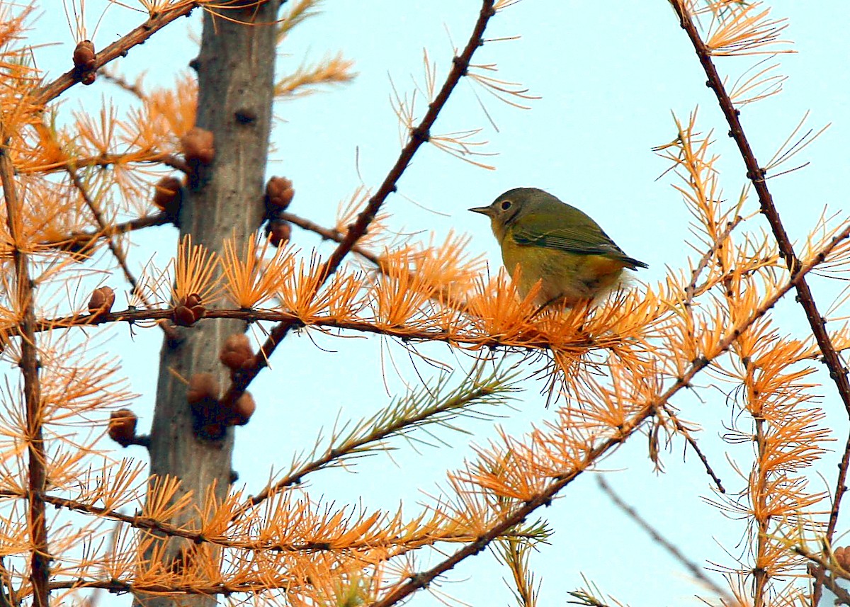 Nashville Warbler - SBM Nature