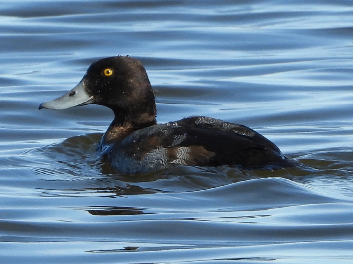 Greater Scaup - ML187282721