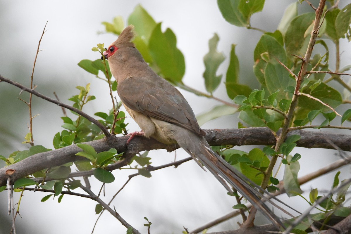 Red-faced Mousebird - Maryse Neukomm