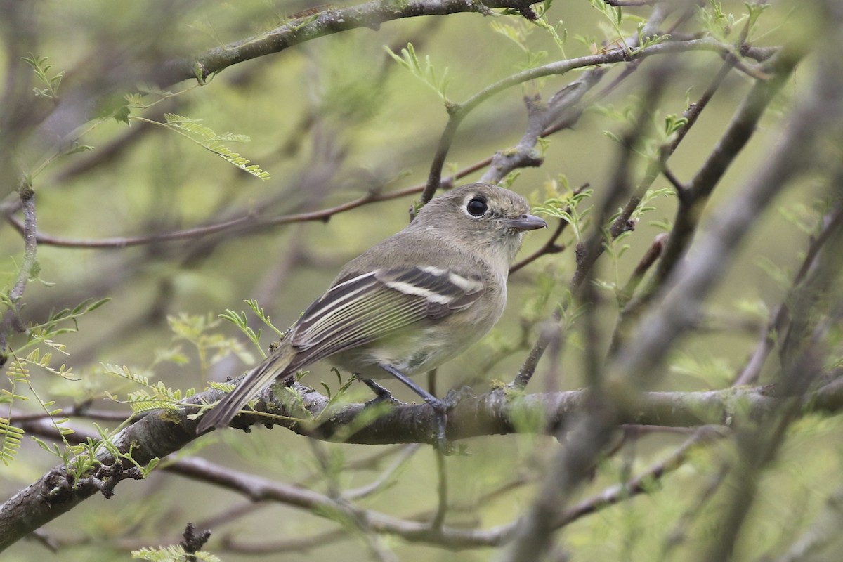 Hutton's Vireo - ML187283231