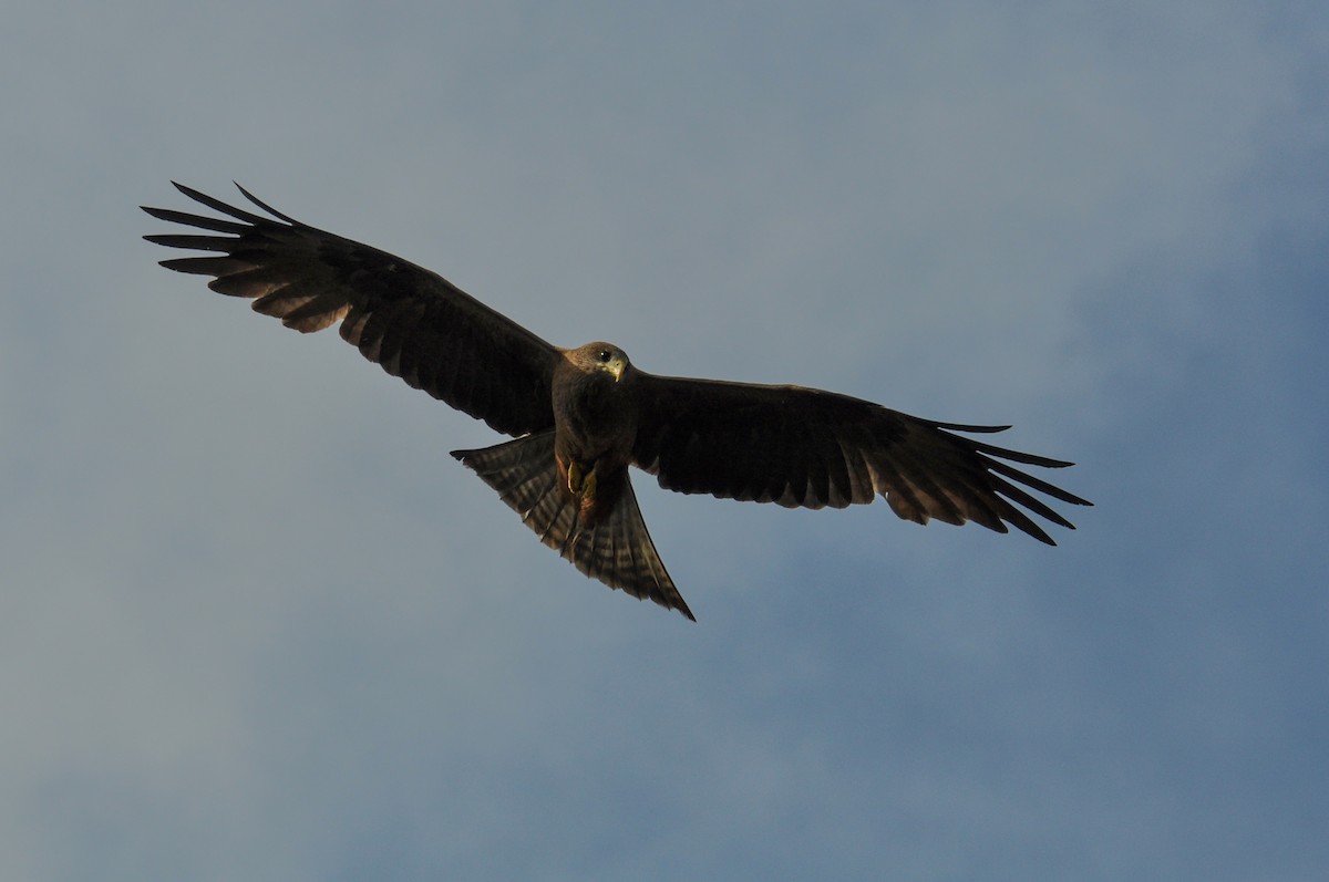 Black Kite (Yellow-billed) - ML187283721