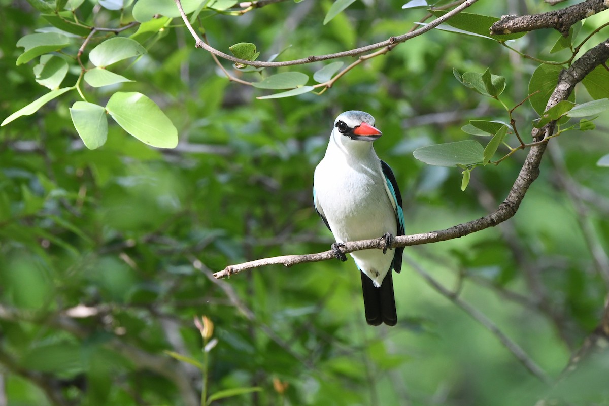 Woodland Kingfisher - ML187284111