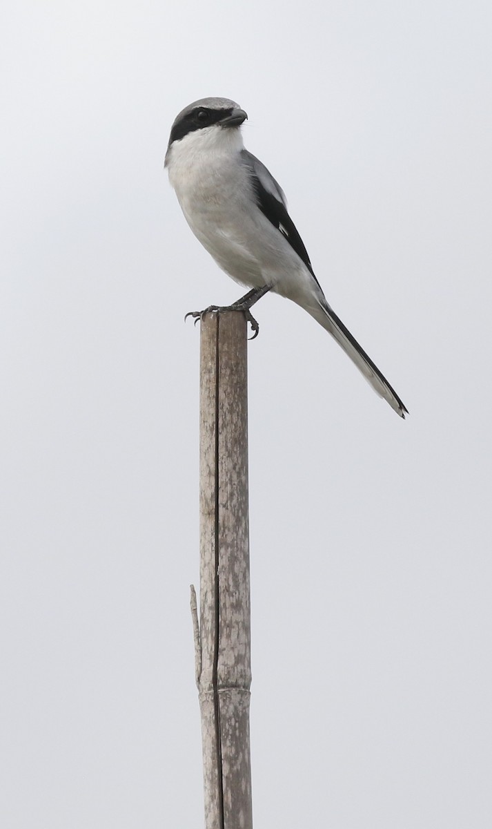 Loggerhead Shrike - Christian Fernandez