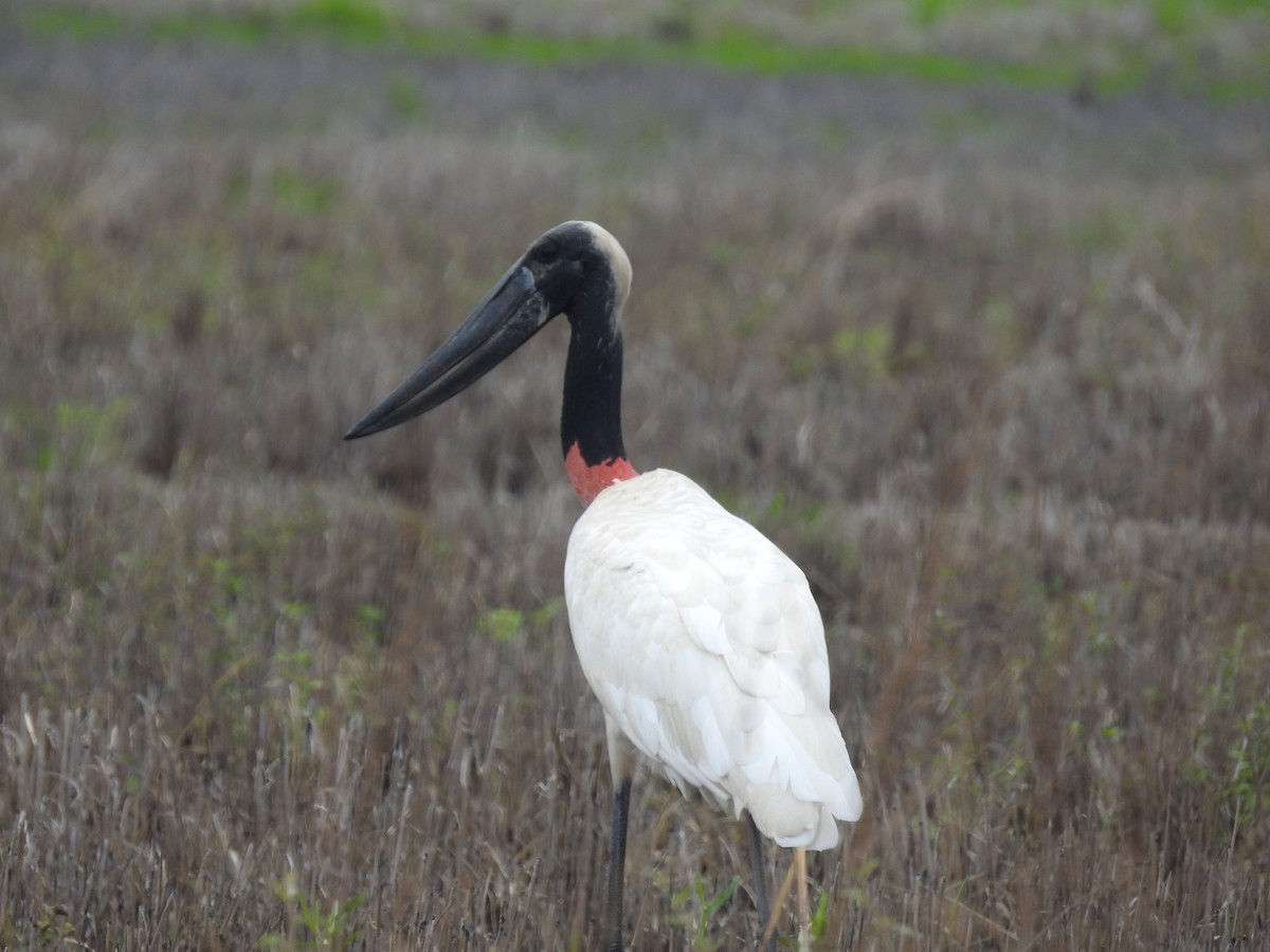 Jabiru - Rupununi Wildlife Research Unit