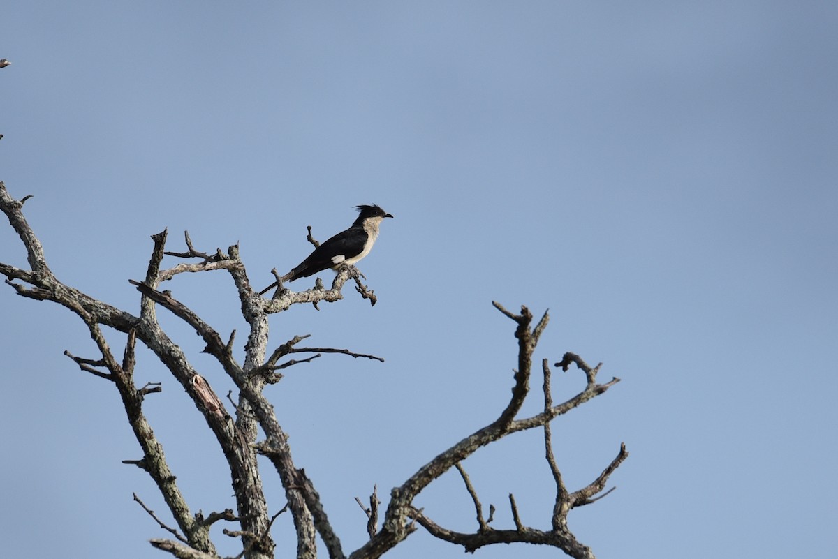 Pied Cuckoo - ML187284551